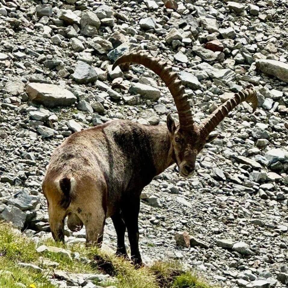 Apart Gschwandthof Sankt Leonhard im Pitztal Dış mekan fotoğraf